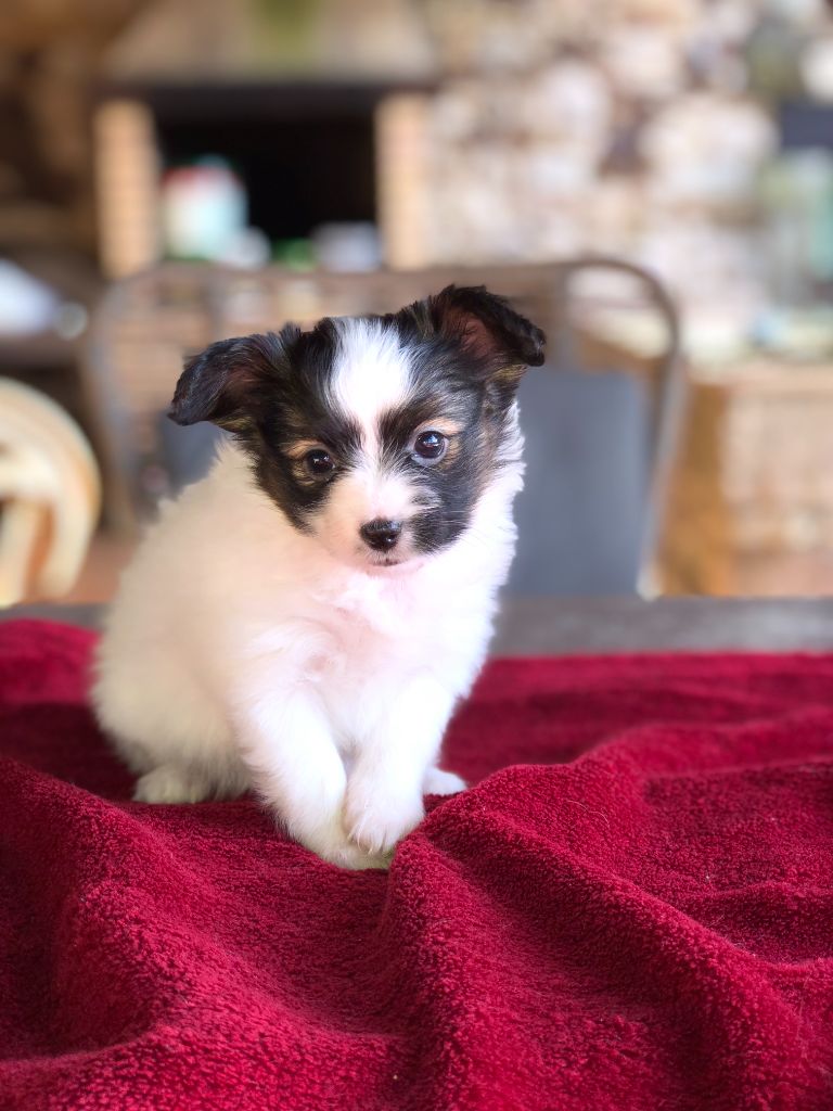 De La Grande Vallée Des Paons - Chiot disponible  - Epagneul nain Continental (Papillon)