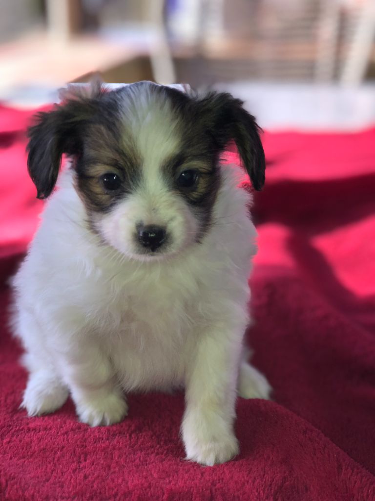 De La Grande Vallée Des Paons - Chiot disponible  - Epagneul nain Continental (Papillon)