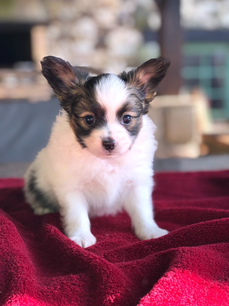 De La Grande Vallée Des Paons - Chiot disponible  - Epagneul nain Continental (Papillon)