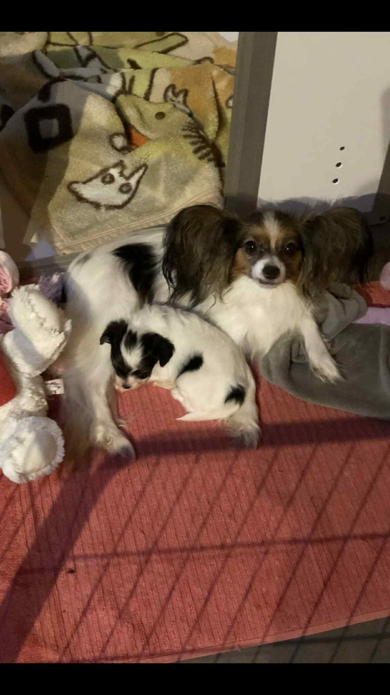 De La Grande Vallée Des Paons - Chiots disponibles - Epagneul nain Continental (Papillon)