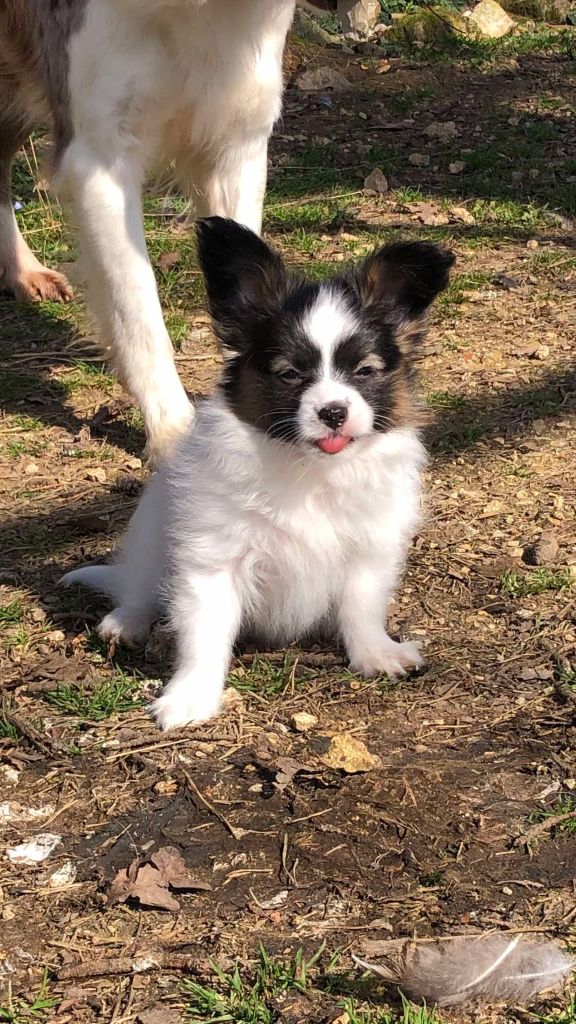 De La Grande Vallée Des Paons - Chiots disponibles - Epagneul nain Continental (Papillon)