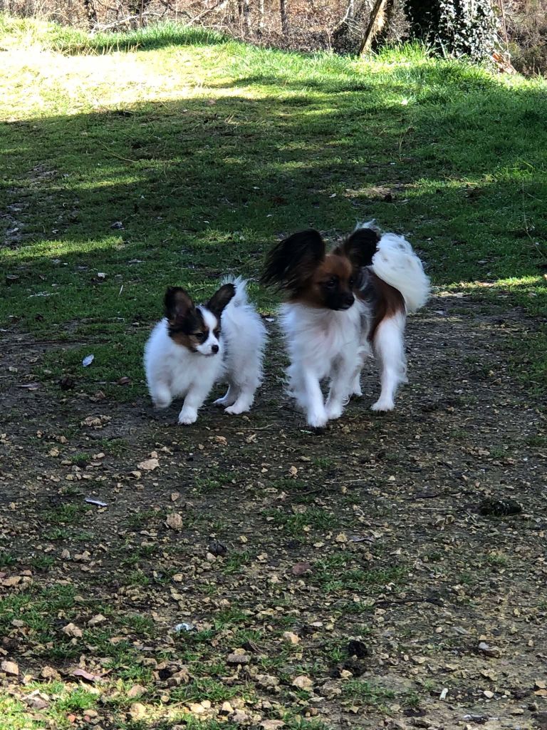 De La Grande Vallée Des Paons - Chiots disponibles - Epagneul nain Continental (Papillon)