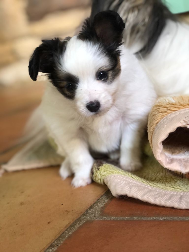 De La Grande Vallée Des Paons - Chiots disponibles - Epagneul nain Continental (Papillon)